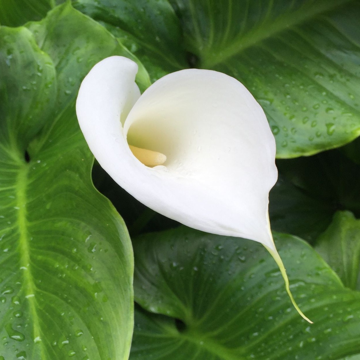 Photo de Christian DESPRES